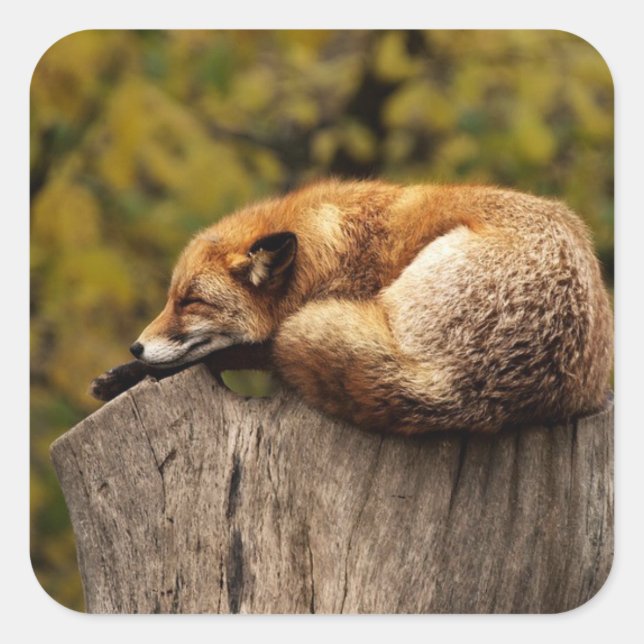 Carré Sticker Red Fox Nap Time mignon (Devant)