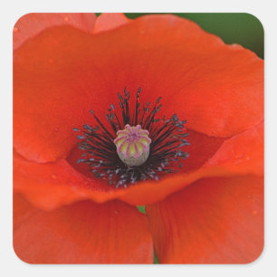 Carré Sticker Red Poppy