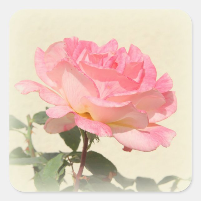 Carré Sticker rose (Devant)