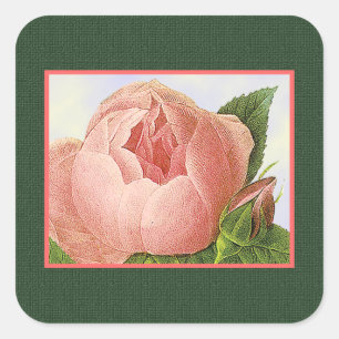Carré Sticker Rose de chou rose botanique
