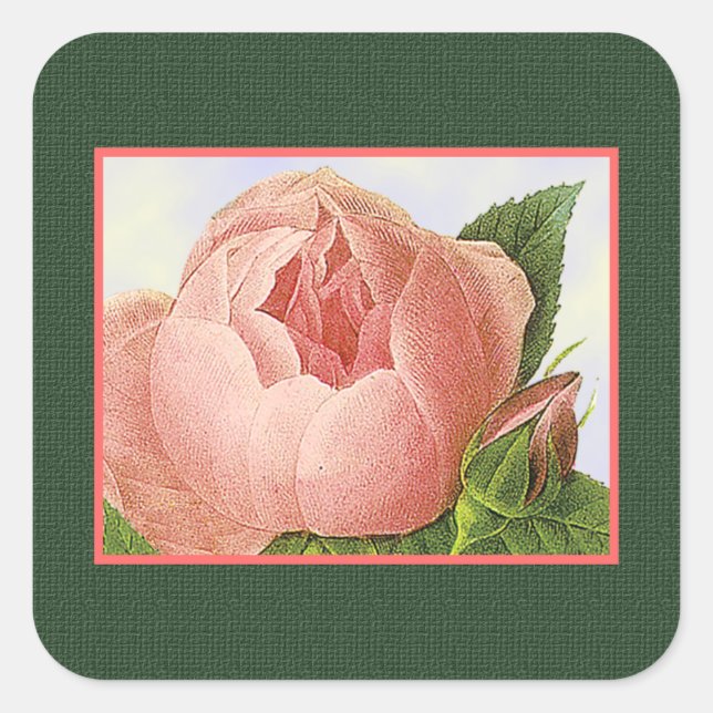Carré Sticker Rose de chou rose botanique (Devant)