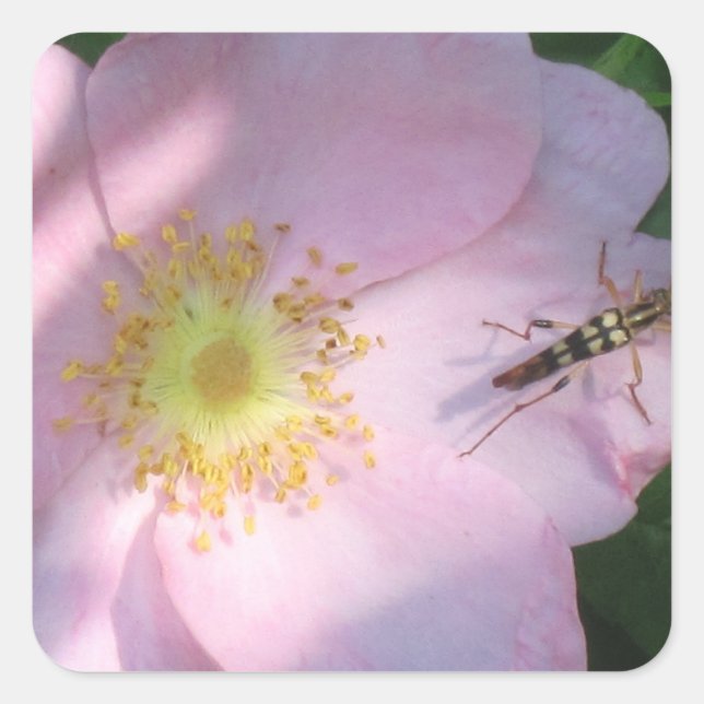 Carré Sticker rose sauvage (Devant)