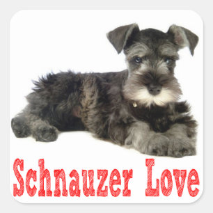Carré Sticker rouge de Schnauzer de Chien Coquelicot
