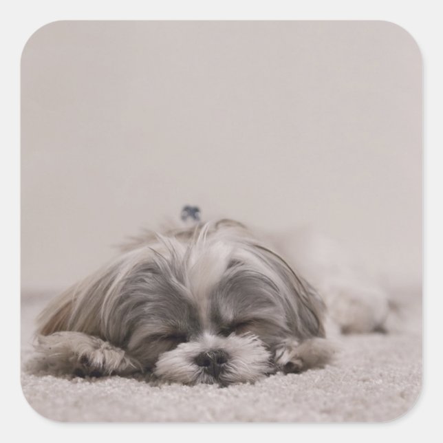 Carré Sticker Shih tzu Sleeping, Chien (Devant)