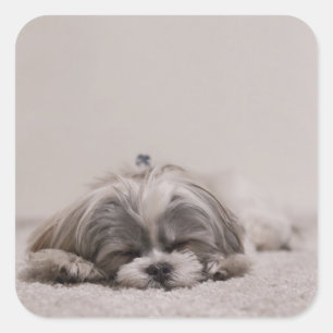 Carré Sticker Shih tzu Sleeping, Chien Sleeping