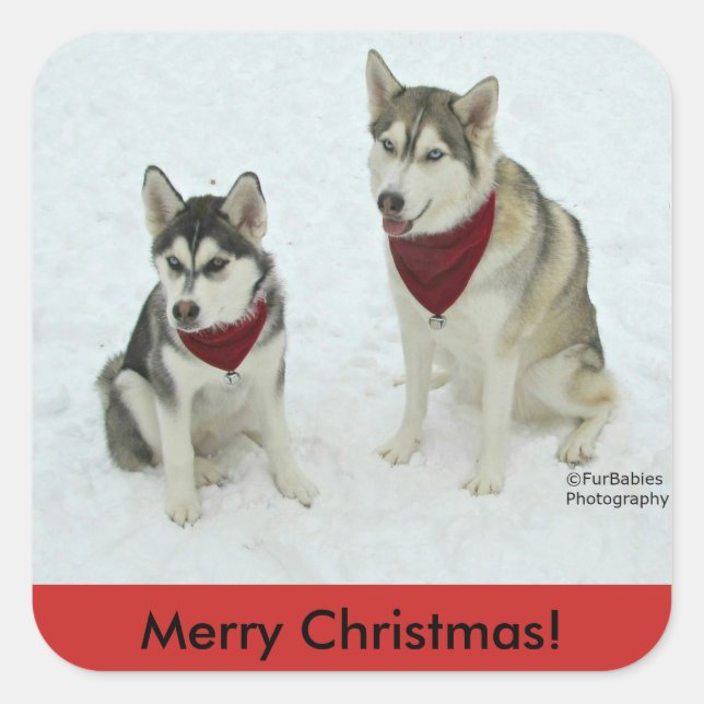 Carré sticker Siberian Husky Christmas (Devant)