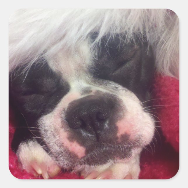Carré Sticker Sleeping Boston Terrier (Devant)