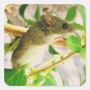 Carré Sticker souris