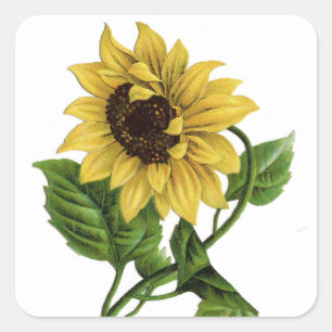 Carré Sticker vintage à fleurs de tournesol jaune