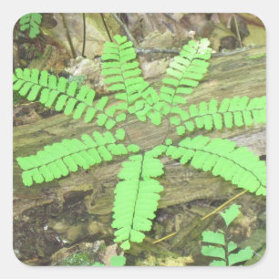 Carré Sticker Woodsy Fern