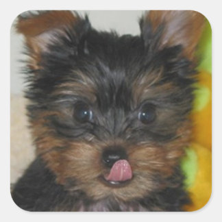 Carré Sticker Zach Pup