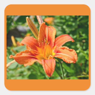 Carré Tiger Lily - Sticker