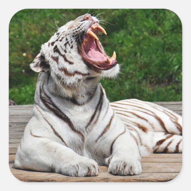 Carré Tigre blanc, Sticker de tigre du Bengale (Devant)