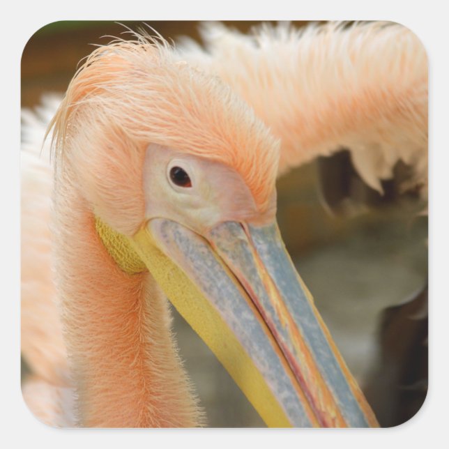 Carré Vous Regarder Sticker Pelican (Devant)