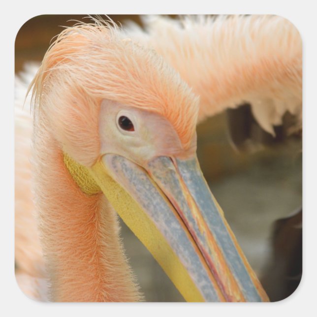 Carré Vous Regarder Sticker Pelican (Devant)