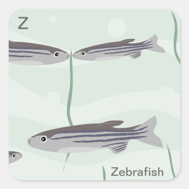 Carré Z pour Sticker à poisson-zèbre (Devant)