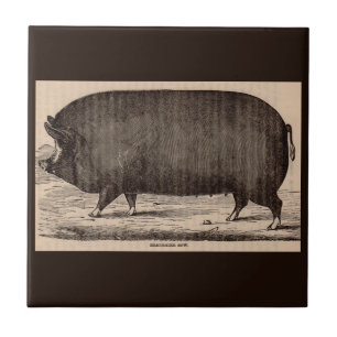 Carreau 19th century farm animal print Berkshire sow no. 2