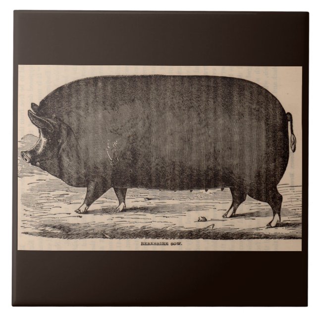 Carreau 19th century farm animal print Berkshire sow no. 2 (Devant)