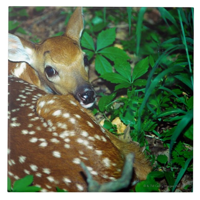 CARREAU 24114390 (Devant)