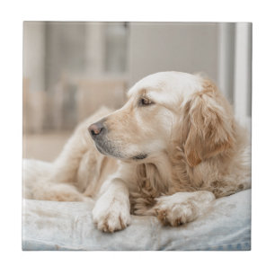 Carreau 34137641_xxl