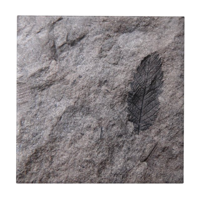 Carreau 350 Millions D'Yr. Carrelage décoratif vieux Plant (Devant)