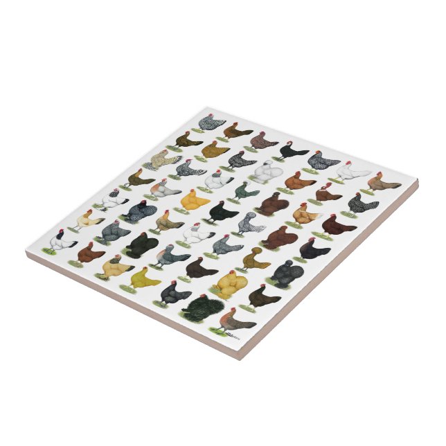 Carreau 49 poules de poulet (Côté)