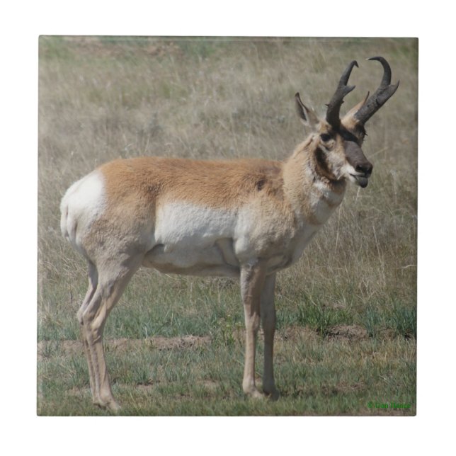 Carreau A15 Pronghorn Antelope Rude Buck (Devant)