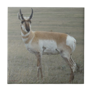 Carreau A28 Pronghorn Antelope Young Buck