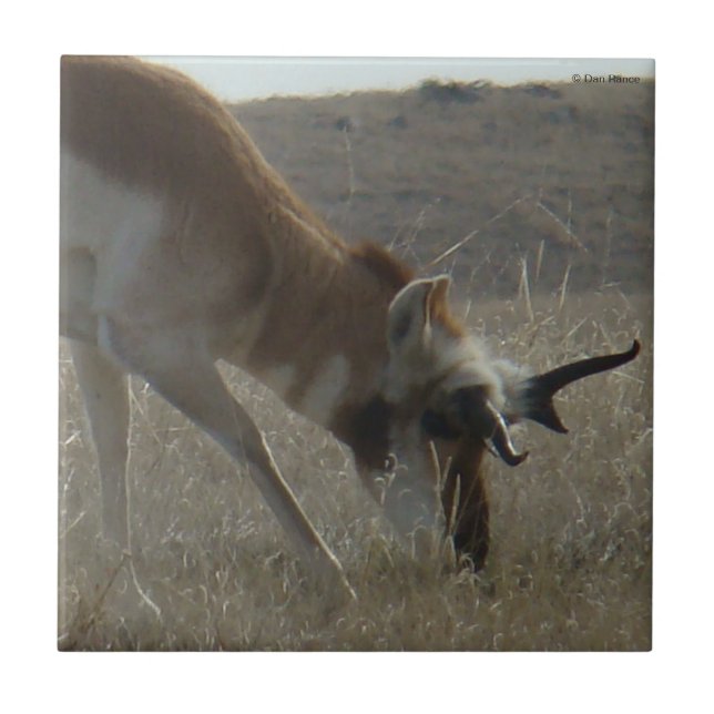Carreau A34 Cornes Crooked de Pronghorn Antelope (Devant)