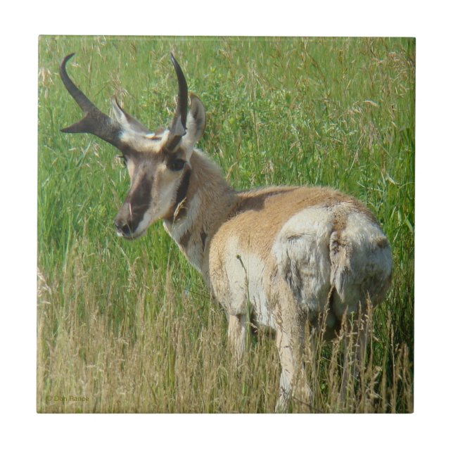 Carreau A35 Pronghorn Antelope Buck (Devant)