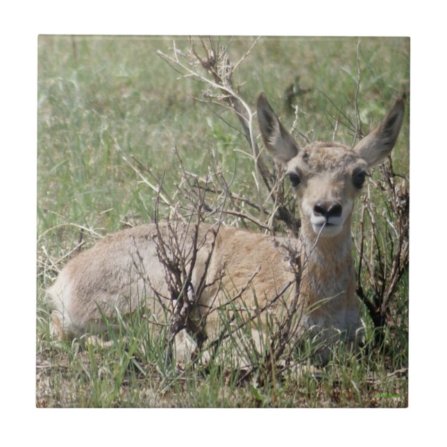 Carreau A7 Baby Pronghorn Antelope (Devant)