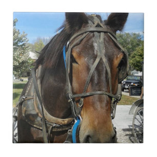 Carreau À la bibliothèque, Amish Horse et Buggy