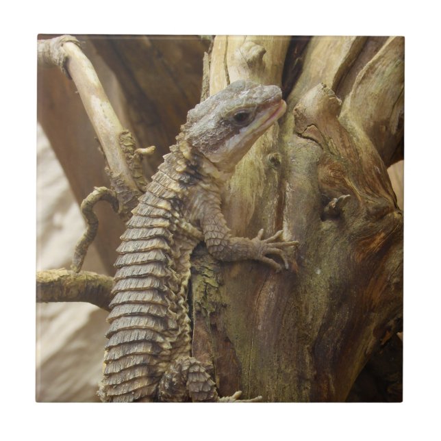 Carreau À l'est lézard ceint tropical Épineux-Coupé la (Devant)
