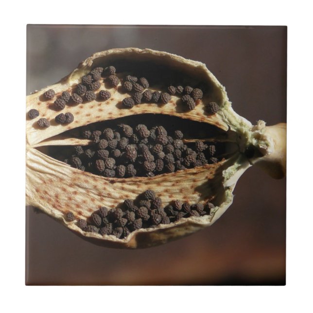 Carreau À l'intérieur de d'une cosse de fleur de pavot (Devant)