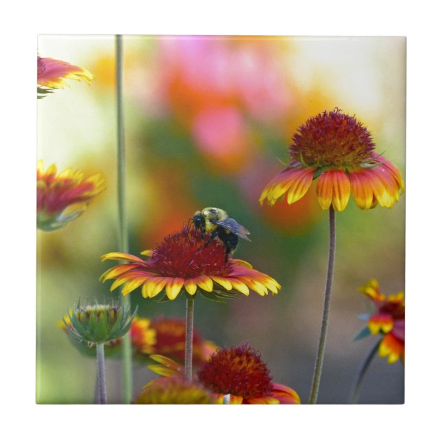 Carreau Abee sur Gaillardia (Devant)