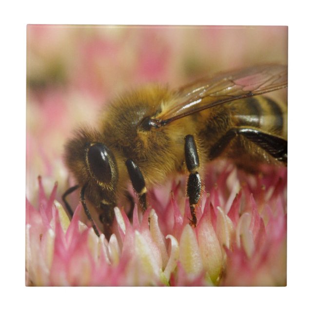 Carreau Abeille à Miel Occidentale Macro (Devant)