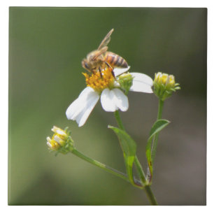 Carreau Abeille de miel sur la tuile de fleur blanche