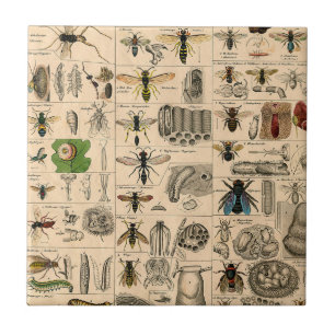 Carreau Abeille Insecte Bug Wasp Histoire naturelle abeill