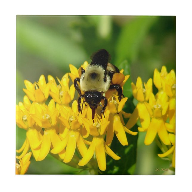 Carreau Abeille se régalant de fleurs sauvages d'Asclépiad (Devant)