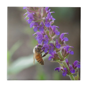 Carreau Abeille sur Salvia
