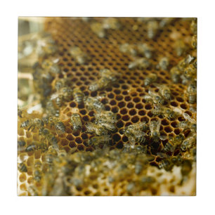 Carreau Abeilles Dans La Ruche, Cap Occidental, Afrique Du