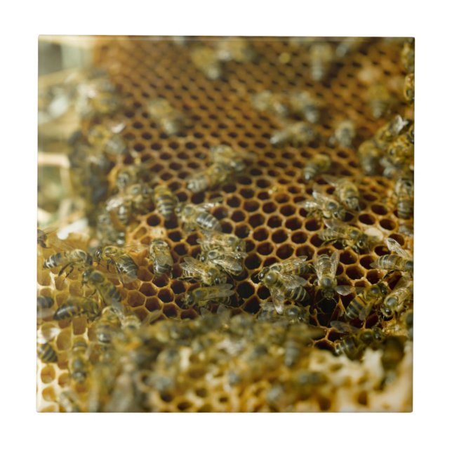 Carreau Abeilles dans une ruche, Western Cape, Afrique du  (Devant)
