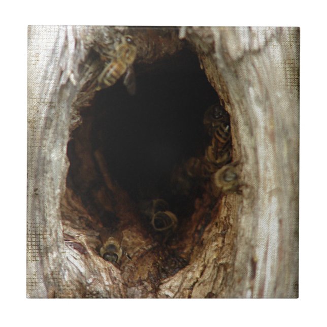 Carreau Abeilles de miel sauvage dans un arbre creux (Devant)