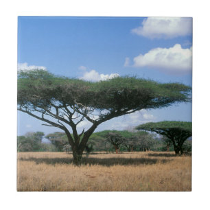 Carreau Acacia tortilis (Acacia tortilis), Mkuze