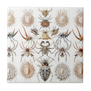 Carreau Academia Noire Haeckel Vintage Araignée Symétrie A