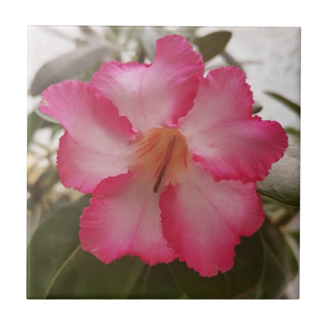 Carreau Adenium rose fleurs blanches fleurs florales natur (Devant)
