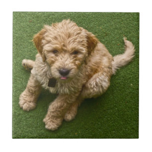 Carreau Adorable Chiot