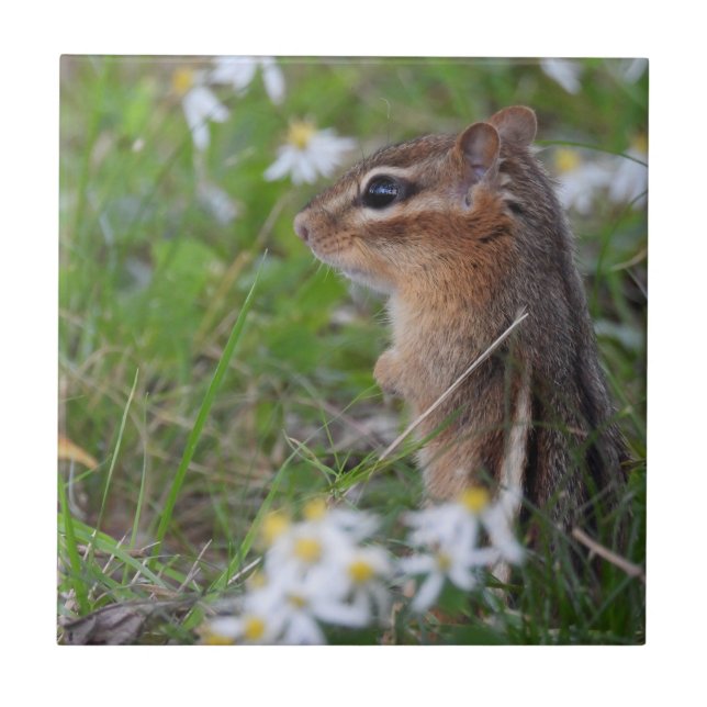 Carreau Adorable Chipmunk en fleurs (Devant)