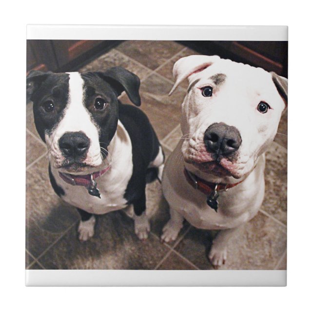 Carreau adorables chiots pitbull chiens (Devant)