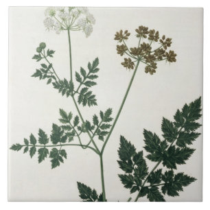 Carreau Aethusa Cynapium de "Phytographie Medicale" par J